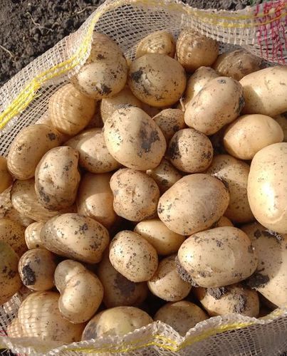 A Grade 100% Natural Pure And Organic Fresh Brown Potato For Cooking