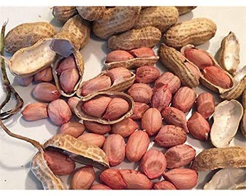 Brown Naturally Grown, Graded, Sorted And Premium Quality Groundnut Peanut Seeds