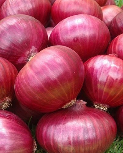 A Grade 100% Pure and Natural Big Size Organic Red Onion for Cooking