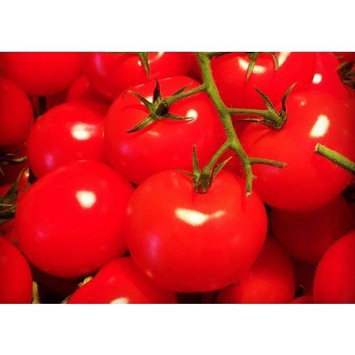 A Grade 100% Pure and Natural Indian Fresh Red Color Tomato for Tasty Dishes