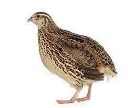High Protein And Nutritional Quail Bird Feed