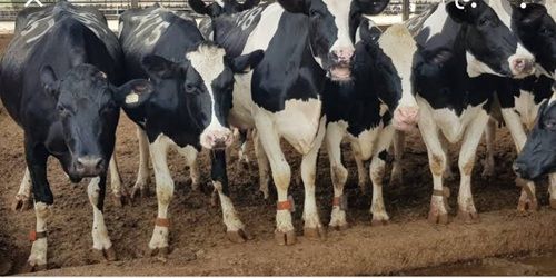 Jersey Cow Dairy Farming And Milk Capicity 20 Litters