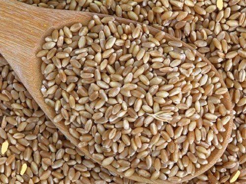 Purity 99 Percent Rich Natural Delicious Taste Chemical Free Healthy Brown Wheat Seeds, 30 Kg