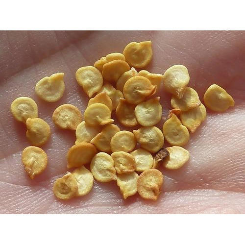 Common Yellow Natural And Pure Raw Capsicum Seeds For Agriculture Uses