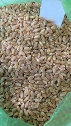99% Purity Golden Color Fresh Wheat Grain For Cooking, Human Consumption
