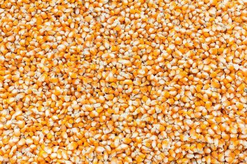 Yellow Colour Organic Maize Cattle Feed for Cattle Health Growth and Milk Production