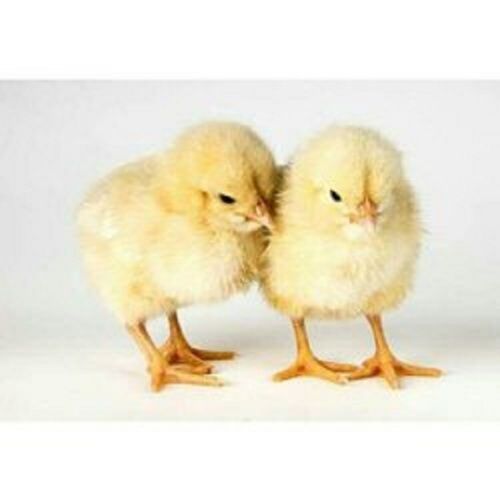Yellow Small-Size Nutrition Enriched 100% Healthy Poultry Farm Chicks