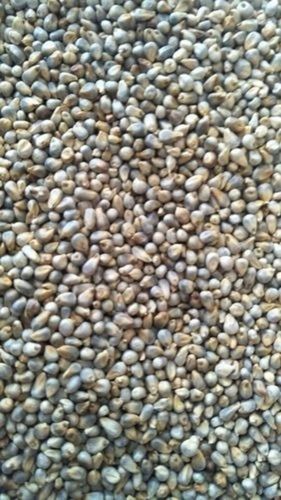 100% Pure Black Natural And Pure Organic Granules Bajra Seeds For Cooking 
