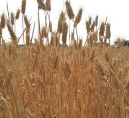 98% Purity Fresh Wheat Grain For Human Consumption, Good For Health