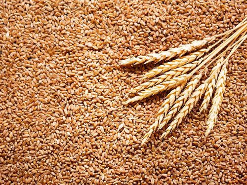 Brown Natural And Pure Organic Granules Wheat Seeds For Cooking, Human Consumption 