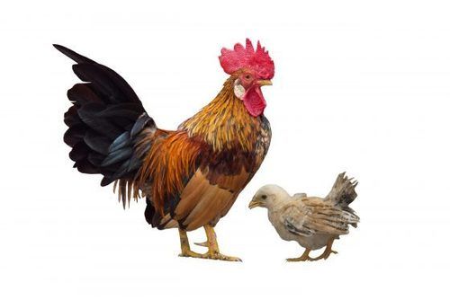 Multicolored Medium-Size Farm Grown 100% Healthy Hybrid Live Chicken
