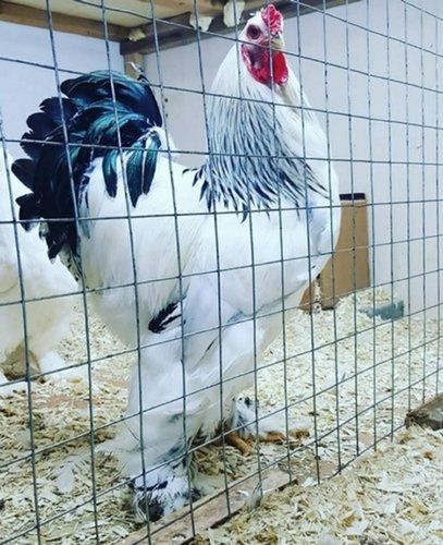 Nutrition Enriched Medium-Size 100% Healthy White And Black Live Chicken