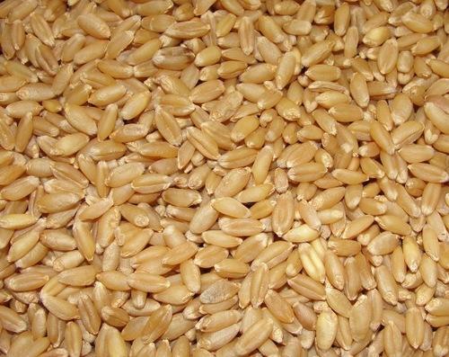 Nutty Flavor And Sweet Excellent Source Of Fiber And Protein Organic Brown Color Indian Wheat