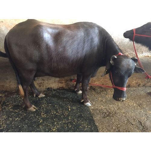 Healthy Female Murrah Buffalo at Best Price in Pundri | Ghumman Dairy Farm