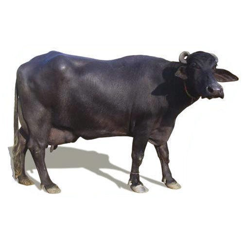 Jet Black Female Murrah Buffalo, Weight: 450-500 Kg