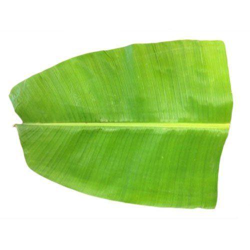 Real Fresh Green Double Sided Banana Leaves Traditional Dining or Pooja Purpose