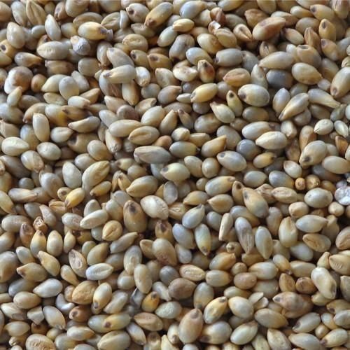 Vitamins And Minerals Enriched 100% Pure Organic Brown Pearl Millet Seeds
