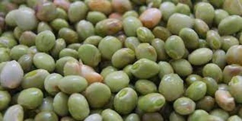 A Grade Pure Green Pigeon Pea For Human And Animal Diets