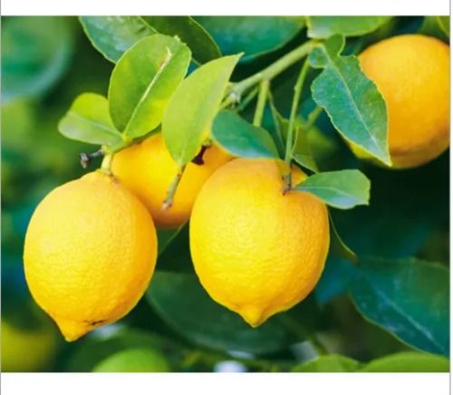 A-Grade Well Watered Round Sour Yellow 100% Natural Seedless Lemon  Moisture (%): 85%-95%