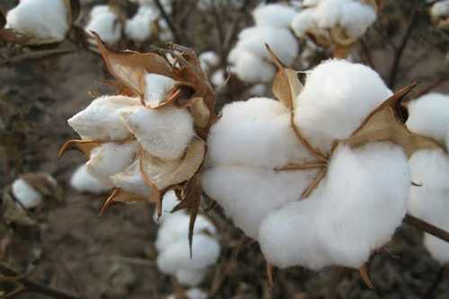 White Dried Cotton Seed For Cotton Farming, Impurities Upto 2.6%, Purity 99 %