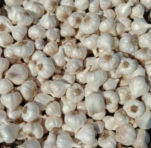 Good In Taste Easy To Digest A Grade AAA Size White Fresh Garlic For Cooking