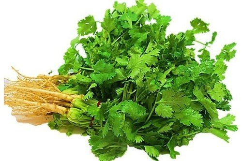 Green Fresh Coriander Leaves That Is Pesticides Free And Is Believed To Be One Of The Oldest Herbs Used 