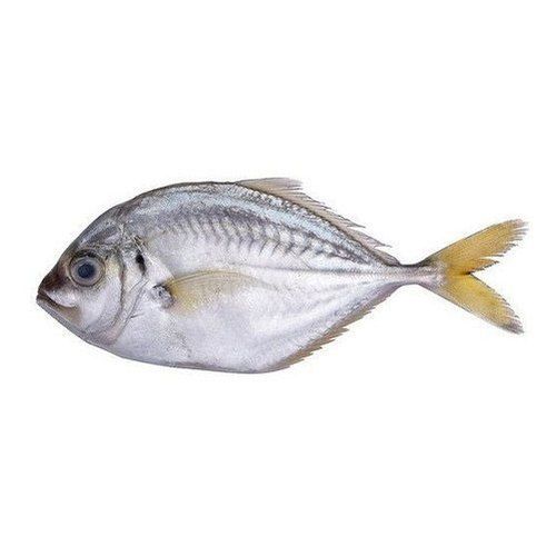 Healthy And Paarai Fish (Malabar King Fish) With Silver Colour And 2 Days Shelf Life