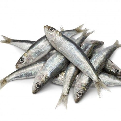 प्रोटीन, ओमेगा 3 फैटी एसिड, विटामिन से भरपूर प्राकृतिक और ताज़ा मठी मछली 