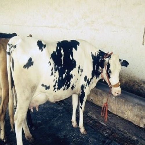 Pure White And Black Dotted Hf Cows