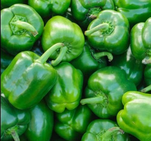 100% Fresh Good Source Of Vitamins, Minerals And Antioxidants Green Capsicum 