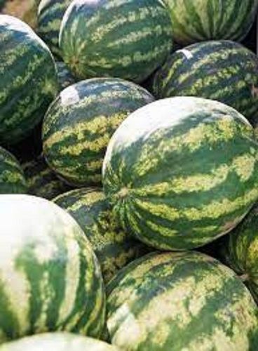 Juicy Rich Natural Delicious Fine Taste Healthy Green Fresh Watermelon Origin: India