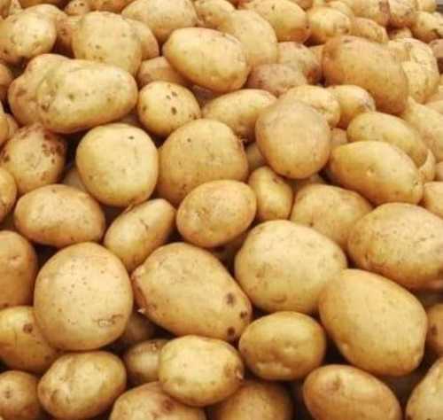 Mild Flavor Chemical Free Rich Natural Delicious Taste Brown Fresh Potato Moisture (%): 63-83%