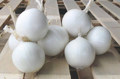 Thinner And Papery Skin White Onions With Pungent Flavor And 6 Months Shelf Life