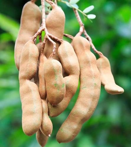 Delicious Taste and Mouth Watering Raw Tamarind