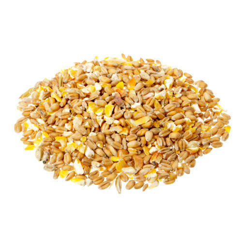 Multiple Health Benefits Nutritious, Delicious Yellow Colour Organic Cereal Grain 
