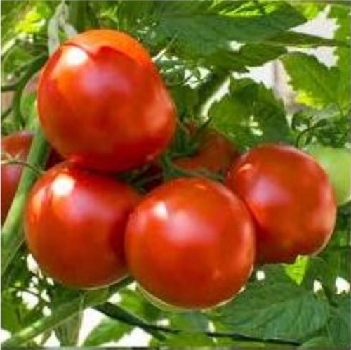 Natural Fresh Red Color Tomato With 2 Days Shelf Life, Rich In Vitamin C