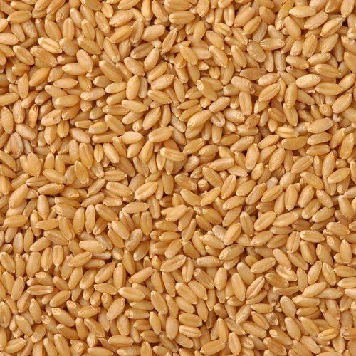 Easy To Digest Free From Impurities Rich And Nutrients Organic Lokwan Fresh Wheat