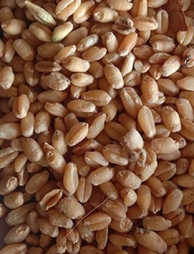 Brown Free From Impurities Good In Taste Easy To Digest Natural Fresh Wheat Grain