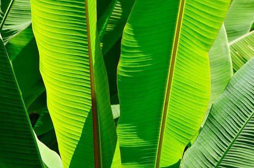 Natural And Green Color Banana Leave For Eating, Making Disposable Items