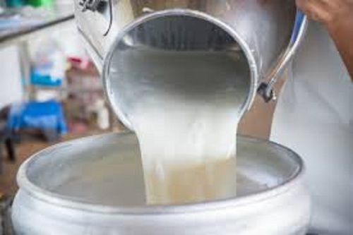  कैल्शियम और प्रोटीन के बेहतरीन स्रोत के साथ सफेद रंग का गाय का दूध 