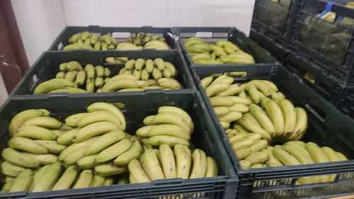 Orange 100% Organic Fresh Banana, Packaging Size: 15Kg, Packaging Type: Carton