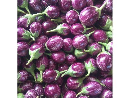100 Percent Fresh, Healthy And Good Quality Brinjal Rich In Potassium With Vitamin B6