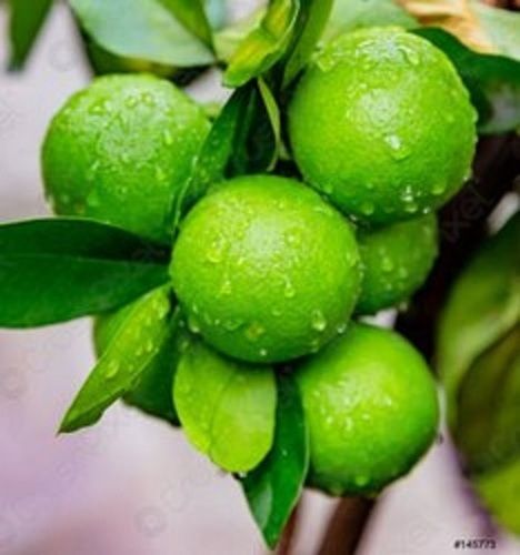  100 प्रतिशत ताज़ा और स्वस्थ विटामिन सी खट्टा स्वाद ताज़ा नींबू हरा रंग