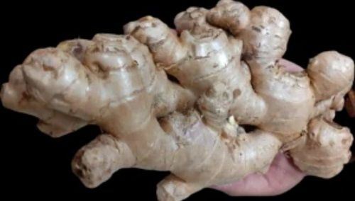 Highly Nutrition Enriched 100% Fresh And Organic Brown Galangal Root