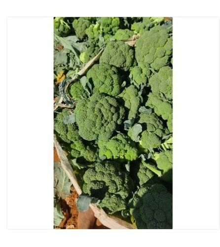 100% Natural A Grade Green Color Fresh And Healthy Broccoli Vegetable
