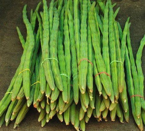 Fresh And Healthy Long Shape Raw Green Drumstick Fine Quality Nutrients Rich Organic