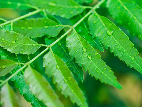 Natural Green Neem Leaf For Cosmetic And Medicine Use