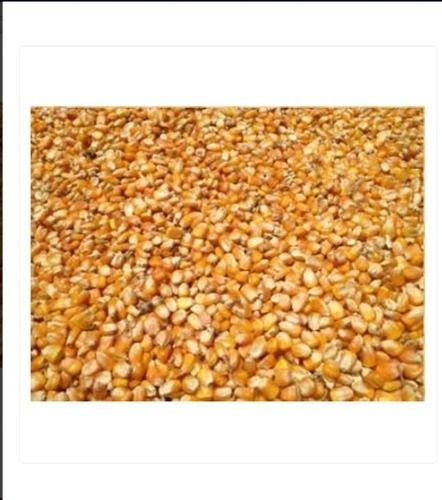 100 Percent Natural And Organic Yellow Color Maize Cattle Feed