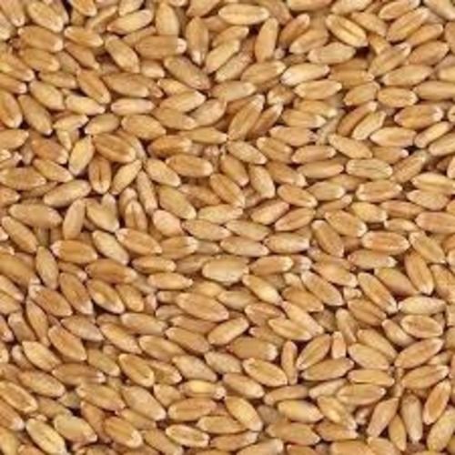 Brown Color Traditional Mgbn Wheatgrass Seeds With High Nutritious Value