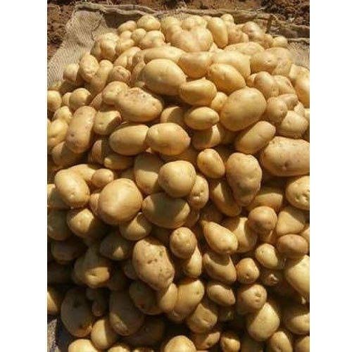 100% Fresh And Natural Smooth and White Potato With Good Quality